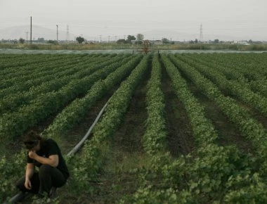 Ποιοι θα λάβουν δωρεάν στρέμματα από το κράτος - Όλες οι λεπτομέρειες